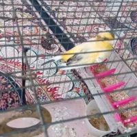 یک قناری نر فقط خودش|پرنده|قرچک, داوود آباد|دیوار