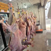 گوشت گوسفند گوساله با کالا برگ