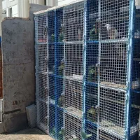 گنجه قفس جفت کن  کبوتر کفترطوقی