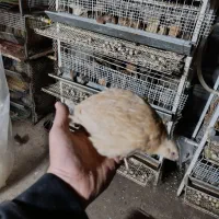 بلدرچین گوشتی نر