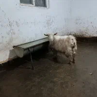 سماور گازی برادان بلوکی