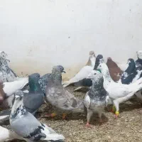 تیپ 24 تایی افعی