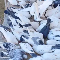 کبوتر خانگی|پرنده|آباده, |دیوار