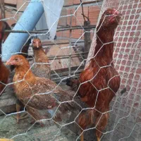 مرغ وخروس لاری و ساده|حیوانات مزرعه|خان ببین, |دیوار