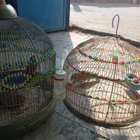 سهره خاکی....|پرنده|کرمان, |دیوار