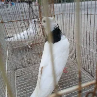 توقی کبوتر مرغ عشق|پرنده|نکا, |دیوار