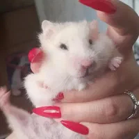 فروش فوری همستر