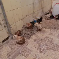 جوجه مرغ|حیوانات مزرعه|فردوس (خراسان), |دیوار