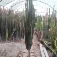 افوربیا کاکتوس قرمز سایز بزرگ
