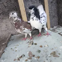 کفتر رنگه خال افشون ساده