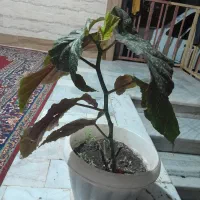 گل بال اژدها