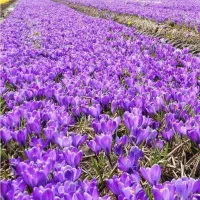 کود ارگانیک