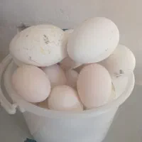 تخم غاز نطفدار