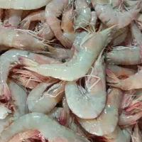 بانوی جنوب|حراج|قم, بنیاد|دیوار
