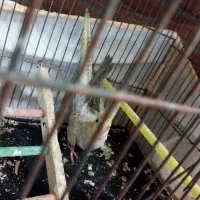 ۳ عروس هلندی جوان سالم دونه ای ۸۰۰|پرنده|گرگان, |دیوار