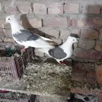 کفتر دوکت|پرنده|مشکیندشت, |دیوار