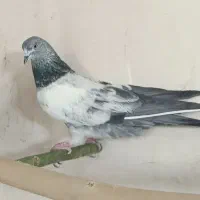 ماده پاکستانی|پرنده|قم, آزادگان|دیوار