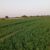بذر یونجه