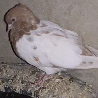 کبوتر|پرنده|تاکستان, |دیوار