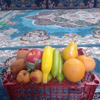 میوه تزیینی