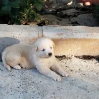 توله سگ چشم آبی