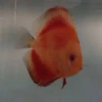 آکواریوم ودیسکس