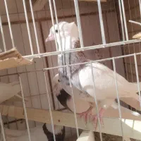 کبوتر طوقی کفتر