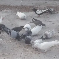 کبوتر سینه وتک پر وطوقی|پرنده|فاضل آباد, |دیوار