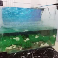 آکواریوم سالم