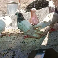 کفتر