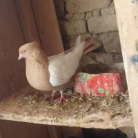 سینه زرد ماده