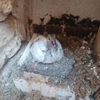 کفترالمانی وطوقی|پرنده|مشهد, جانباز|دیوار