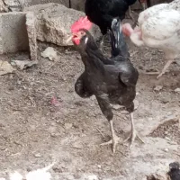 چهار خروس محلی سالم جوان باقیمت مناسب بفروش ورسد