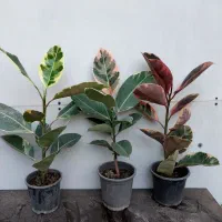 گیاهان آپارتمانی بعلت جا به جایی زاموفیلیا کامپکت