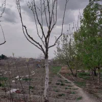 هرس کار حرفه ای باضمانت