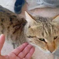 گربه 1ساله نروگربه سه ماهه ماده