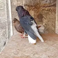 ندم سفید ۱۷دم|پرنده|بوئین زهرا, |دیوار