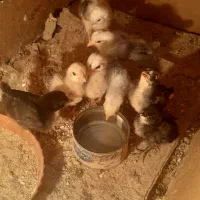 جوجه مرغ   چهل تاج ریشو|حیوانات مزرعه|اسفراین, |دیوار