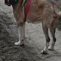 ماده الابای نزدیک فحل