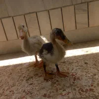 دو عدد اردک