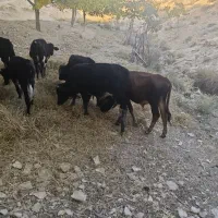 گوساله نر