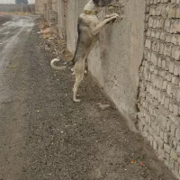 توله سراب|سگ|نسیم‌شهر, |دیوار