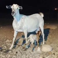 بز دقلوزا|حیوانات مزرعه|بندرعباس, |دیوار
