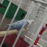 مرغ عشق سالم