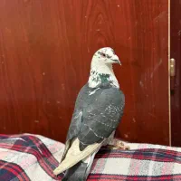 دوتا کفتر ذات دار|پرنده|شیراز, جوادیه|دیوار