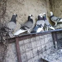 کبوتر|پرنده|تهران, شهرک آسمان|دیوار