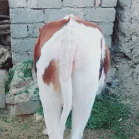 گستر چاق (مناسب برای قصابی و نگهداری (