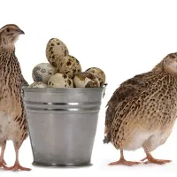 تخم نطفه دار بلدرچین