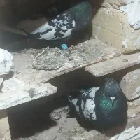 کبوتر پرشی|پرنده|تاکستان, |دیوار