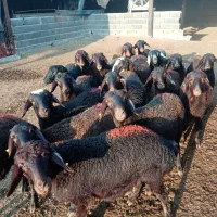 18 رس بره ماده غزل افشار|حیوانات مزرعه|ملکآباد, |دیوار